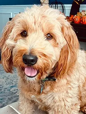 Name Goldendoodle Dog Hurley