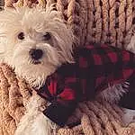 Dog, Carnivore, Dog breed, Companion dog, Dog Supply, Water Dog, Toy Dog, Snout, Working Animal, Small Terrier, Terrier, Plant, Pattern, Furry friends, Tartan, Puppy love, Canidae, Poodle Crossbreed, Shih-poo