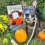 Plant, Dog, Pumpkin, Cucurbita, Calabaza, Flower, Natural Foods, Winter Squash, Carnivore, Squash, Grass, Dog breed, Gourd, Vegetable, Food, Groundcover, Whole Food, Local Food, Annual Plant, Companion dog