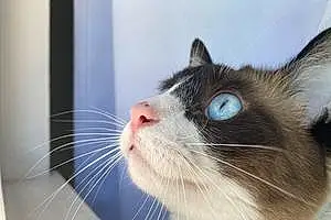 Snowshoe Cat Beaker