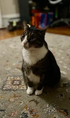 Name American Shorthair Cat Brooklyn