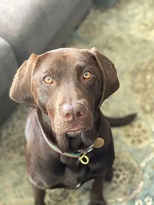 Name Labrador Retriever Dog Kaya