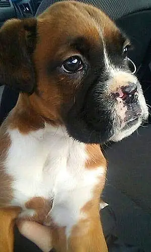 Name Boxer Dog Floyd
