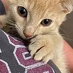 Cat, Eyes, Felidae, Carnivore, Small To Medium-sized Cats, Textile, Whiskers, Ear, Fawn, Snout, Paw, Domestic Short-haired Cat, Linens, Pattern, Claw, Furry friends, Terrestrial Animal, Comfort, Tail, Woven Fabric