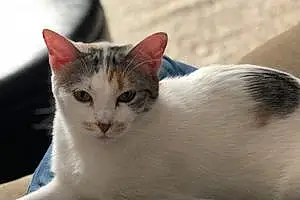Name American Shorthair Cat Dory