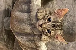 Name American Shorthair Cat Kona