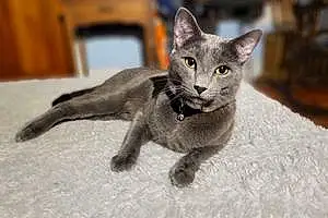 Name Russian Blue Cat Hugo
