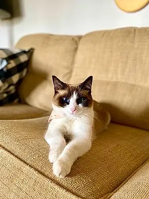 Snowshoe Cat Lucy