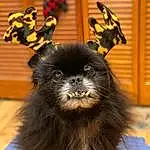 Primate, Dog breed, Whiskers, Felidae, Carnivore, Liver, Companion dog, Snout, Terrestrial Animal, Tail, Furry friends, Toy Dog, Working Animal, Canidae
