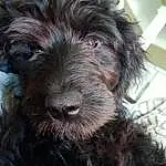 Dog, Dog breed, Schnoodle, Snout, Poodle Crossbreed, Terrier, Cockapoo, Catalan Sheepdog, Spanish Water Dog, Pumi, Whiskers, Goldendoodle, Puppy, Cão Da Serra De Aires, Vulnerable Native Breeds, Miniature Schnauzer, Glen Of Imaal Terrier