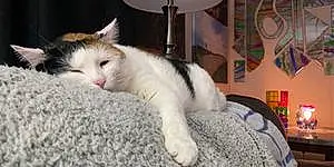 Name American Shorthair Cat Inka