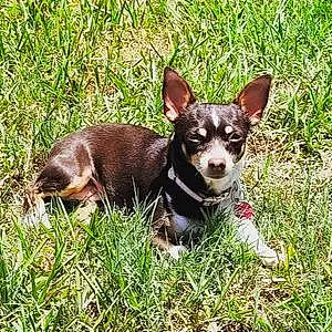 Name Chihuahua Dog Felicia