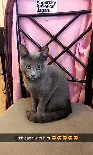 Name Russian Blue Cat Bradley