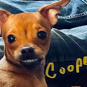 Name Chihuahua Dog Cooper