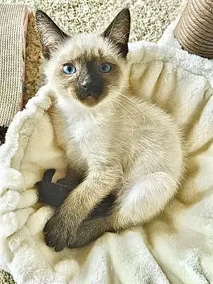 Siamese Cat Maverick