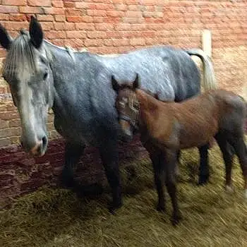 April And Aurora The Foal