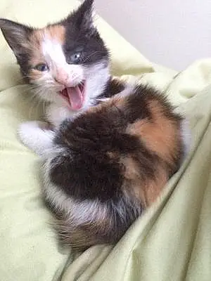 Name British Shorthair Cat Crumpet