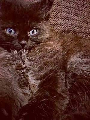 Name Oriental Longhair Cat Cleopatra