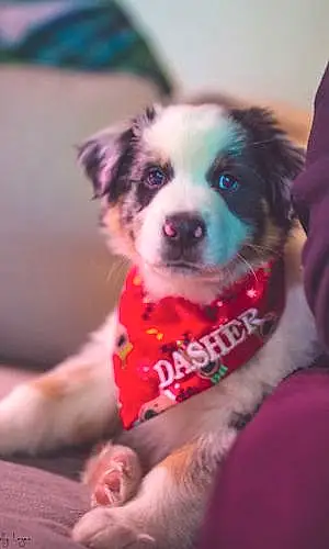 Name Australian Shepherd Dog Dasher