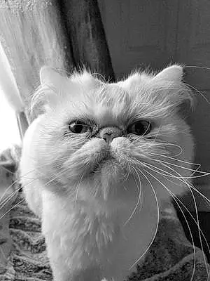 Name Persian Cat Henri