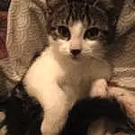 Cat, Whiskers, Domestic short-haired cat, Kitten, Aegean cat, European Shorthair, Furry friends