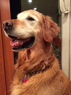 Name Golden Retriever Dog Bonzo