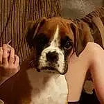 Dog, Boxer, Dog breed, Snout, Valley Bulldog, Crossbreeds dogs, Companion dog, Fawn, Puppy
