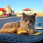 Tire, Sky, Felidae, Automotive Tire, Orange, Whiskers, Small To Medium-sized Cats, Cat, Carnivore, Fawn, Automotive Lighting, Rodent, Tail, Electric Blue, Tree, Snout, Window, Vehicle Door, Wheel, Wood