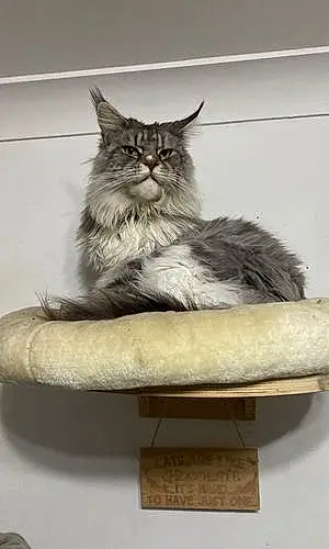 Name Maine Coon Cat Cassie