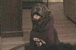 Name Labrador Retriever Dog Keeva