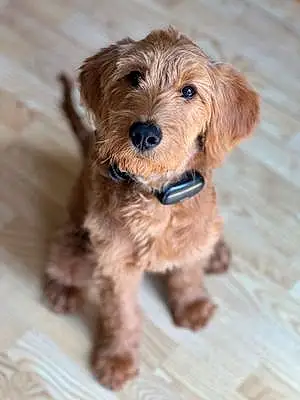 Name Goldendoodle Dog Evie