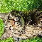 Cat, Felidae, Carnivore, Plant, Small To Medium-sized Cats, Whiskers, Fawn, Terrestrial Animal, Grass, Snout, Tail, Furry friends, Domestic Short-haired Cat, Claw, Paw, Maine Coon