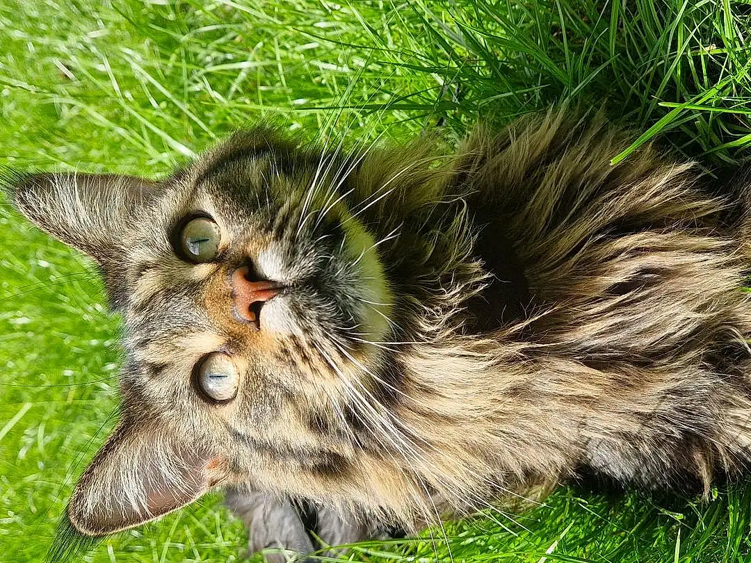 Cat, Felidae, Carnivore, Plant, Small To Medium-sized Cats, Whiskers, Fawn, Terrestrial Animal, Grass, Snout, Tail, Furry friends, Domestic Short-haired Cat, Claw, Paw, Maine Coon