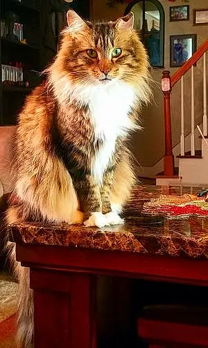 Name Maine Coon Cat Hemingway
