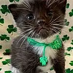 Cat, Green, Plant, Felidae, Carnivore, Small To Medium-sized Cats, Whiskers, Collar, Bow Tie, Snout, Tail, Grass, Black cats, Furry friends, Domestic Short-haired Cat, Fashion Accessory, Tie, Photo Caption, Pattern, Terrestrial Animal