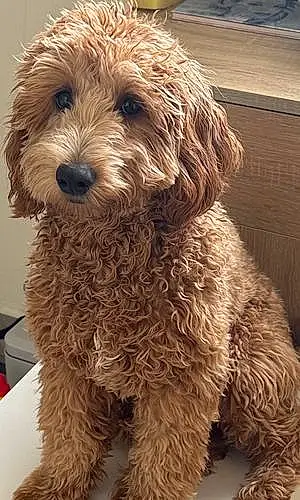 Name Cockapoo Dog Bailey
