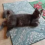 Cat, Felidae, Carnivore, Grey, Comfort, Fawn, Whiskers, Small To Medium-sized Cats, Tail, Black cats, Window, Terrestrial Animal, Domestic Short-haired Cat, Bombay, Furry friends, Claw, Paw, Nap, Pattern