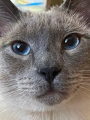 Siamese Cat Frank