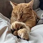 Cat, Comfort, Carnivore, Felidae, Whiskers, Fawn, Small To Medium-sized Cats, Tail, Linens, Snout, Paw, Domestic Short-haired Cat, Furry friends, Claw, Bedding, Bed Sheet, Bed, Sitting, Wood