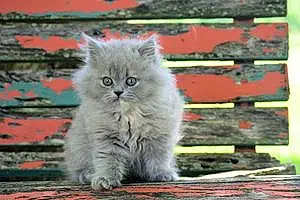 Name Persian Cat Cynder