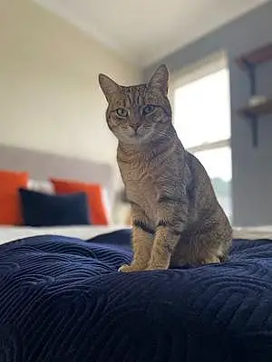Name Bengal Cat Kaya