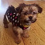 Dog, Dog breed, Dog Supply, Carnivore, Liver, Companion dog, Fawn, Working Animal, Pet Supply, Toy Dog, Snout, Wood, Dog Clothes, Dog Collar, Collar, Yorkshire Terrier, Canidae, Furry friends