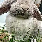 Pet rabbit, Rabbit and Hares, Rabbit, Fauna, Whiskers, Grass