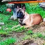 Dog, Plant, Dog breed, Collar, Carnivore, Grass, Fawn, Companion dog, Whiskers, Wrinkle, Dog Collar, Working Animal, Terrestrial Animal, Non-sporting Group, Flowerpot, Canidae