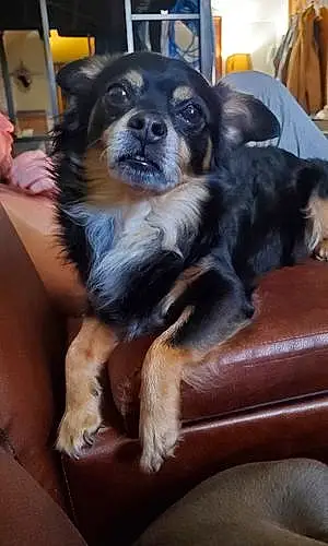 Name Chihuahua Dog Apollo