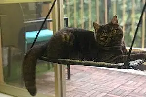 Name British Shorthair Cat Carl