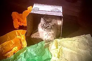 Name Oriental Longhair Cat Bently
