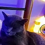 Cat, Light, Felidae, Bicycle Wheel, Bicycle Wheel Rim, Comfort, Carnivore, Wheel, Tire, Fawn, Window, Whiskers, Small To Medium-sized Cats, Automotive Lighting, Electric Blue, Russian blue, Tail, Domestic Short-haired Cat, Furry friends, Bicycle Tire