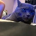 Cat, Eyes, Russian blue, Carnivore, Felidae, Purple, Grey, Small To Medium-sized Cats, Whiskers, Snout, Comfort, Electric Blue, Domestic Short-haired Cat, Furry friends, Terrestrial Animal