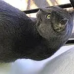 Cat, Carnivore, Grey, Felidae, Window, Small To Medium-sized Cats, Whiskers, Terrestrial Animal, Snout, Russian blue, Black cats, Tail, Domestic Short-haired Cat, Furry friends, Claw